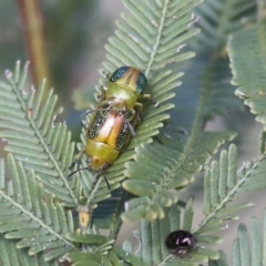 Calomela parilis (Leaf beetle) at Bruce Ridge to Gossan Hill - 27 Sep 2021 by AlisonMilton