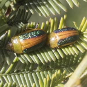 Calomela parilis at Bruce, ACT - 27 Sep 2021