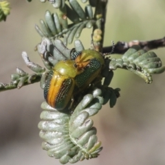 Calomela parilis at Bruce, ACT - 27 Sep 2021