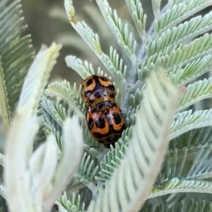 Peltoschema oceanica at Murrumbateman, NSW - 28 Sep 2021