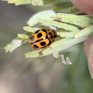 Peltoschema oceanica at Murrumbateman, NSW - 28 Sep 2021