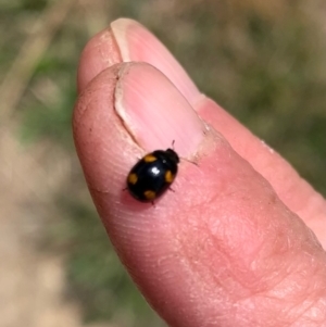 Peltoschema tetraspilota at Murrumbateman, NSW - 28 Sep 2021