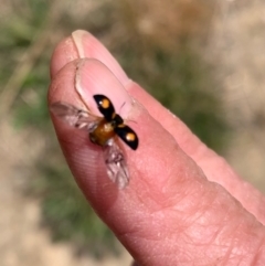 Peltoschema tetraspilota at Murrumbateman, NSW - 28 Sep 2021