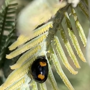 Peltoschema tetraspilota at Murrumbateman, NSW - 28 Sep 2021