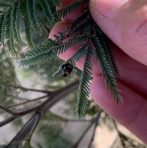 Peltoschema tetraspilota at Murrumbateman, NSW - 28 Sep 2021