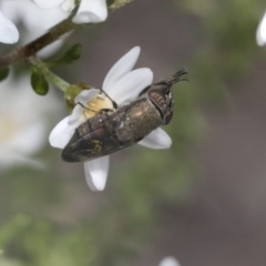 Stomorhina discolor (Snout fly) at Bruce, ACT - 27 Sep 2021 by AlisonMilton