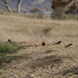 Hirundo neoxena at Gungahlin, ACT - 14 Sep 2021 04:49 PM