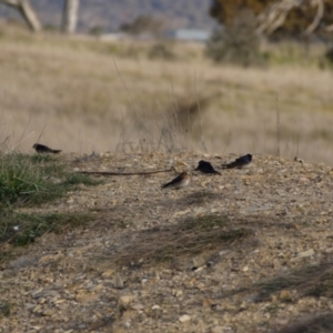 Hirundo neoxena at Gungahlin, ACT - 14 Sep 2021 04:49 PM