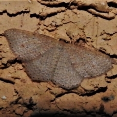 Epicyme rubropunctaria (Red-spotted Delicate) at Wanniassa, ACT - 28 Sep 2021 by JohnBundock