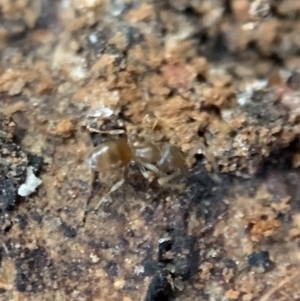 Dolichoderinae (subfamily) at Murrumbateman, NSW - 28 Sep 2021 10:46 AM