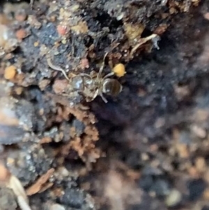 Dolichoderinae (subfamily) at Murrumbateman, NSW - 28 Sep 2021