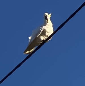 Cacatua galerita at Kambah, ACT - 26 Sep 2021