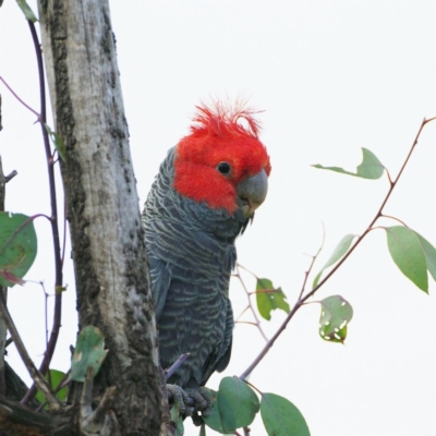 Callocephalon fimbriatum (Gang-gang Cockatoo) at Mawson, ACT - 28 Sep 2021 by regeraghty