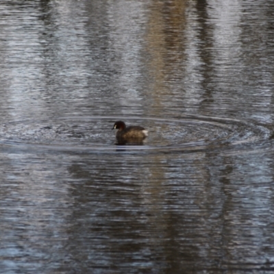 Tachybaptus novaehollandiae (Australasian Grebe) at Mulanggari Grasslands - 14 Sep 2021 by ClubFED