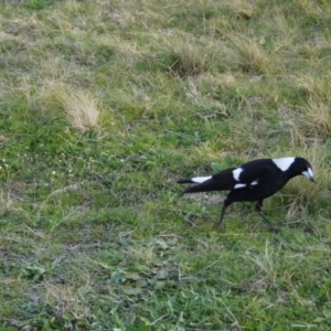 Gymnorhina tibicen at Gungahlin, ACT - 14 Sep 2021 05:03 PM