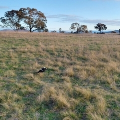 Gymnorhina tibicen at Gungahlin, ACT - 14 Sep 2021 05:03 PM