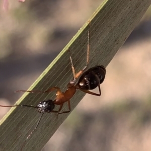 Camponotus sp. (genus) at Murrumbateman, NSW - 28 Sep 2021 04:46 PM