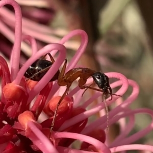 Camponotus sp. (genus) at Murrumbateman, NSW - 28 Sep 2021