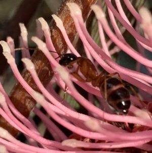 Camponotus sp. (genus) at Murrumbateman, NSW - 28 Sep 2021