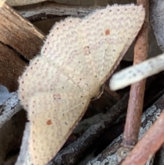 Epicyme rubropunctaria (Red-spotted Delicate) at Murrumbateman, NSW - 28 Sep 2021 by SimoneC