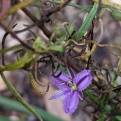 Thysanotus patersonii (Twining Fringe Lily) at Chiltern, VIC - 25 Sep 2021 by Darcy