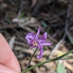 Arthropodium strictum at Chiltern, VIC - 25 Sep 2021 11:26 AM
