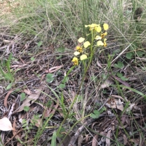 Diuris nigromontana at Belconnen, ACT - 28 Sep 2021