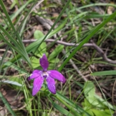 Glossodia major (Wax Lip Orchid) at Cornishtown, VIC - 25 Sep 2021 by Darcy