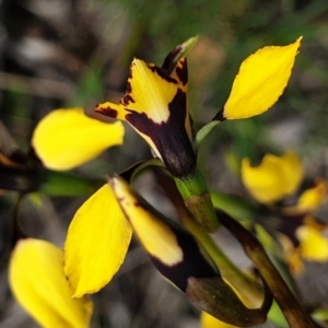 Diuris nigromontana at Cook, ACT - suppressed