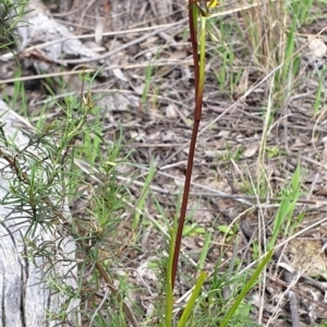 Diuris nigromontana at Cook, ACT - suppressed