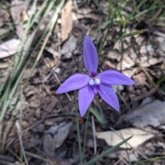 Glossodia major (Wax Lip Orchid) at Cornishtown, VIC - 25 Sep 2021 by Darcy