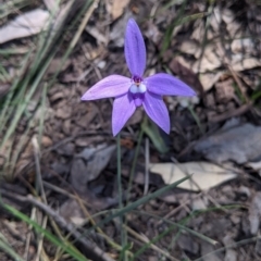 Glossodia major at Cornishtown, VIC - suppressed