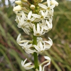 Stackhousia monogyna (Creamy Candles) at Mount Painter - 27 Sep 2021 by drakes