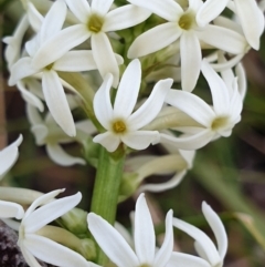 Stackhousia monogyna at Cook, ACT - 28 Sep 2021 09:10 AM