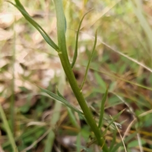 Stackhousia monogyna at Cook, ACT - 28 Sep 2021 09:10 AM