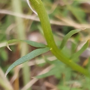 Stackhousia monogyna at Cook, ACT - 28 Sep 2021 09:10 AM