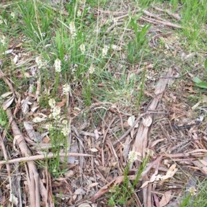 Stackhousia monogyna at Cook, ACT - 28 Sep 2021 09:10 AM