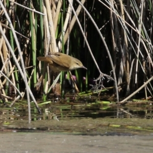 Acrocephalus australis at Monash, ACT - 28 Sep 2021 02:06 PM