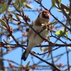 Carduelis carduelis at Monash, ACT - 28 Sep 2021