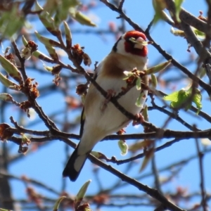 Carduelis carduelis at Monash, ACT - 28 Sep 2021