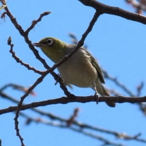 Zosterops lateralis at Monash, ACT - 28 Sep 2021 12:45 PM