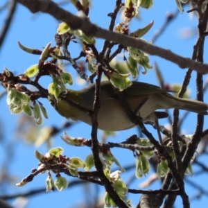 Zosterops lateralis at Monash, ACT - 28 Sep 2021