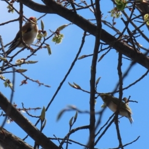 Zosterops lateralis at Monash, ACT - 28 Sep 2021