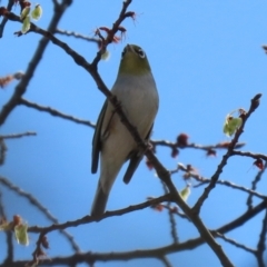 Zosterops lateralis at Monash, ACT - 28 Sep 2021