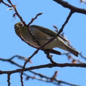 Zosterops lateralis at Monash, ACT - 28 Sep 2021 12:45 PM