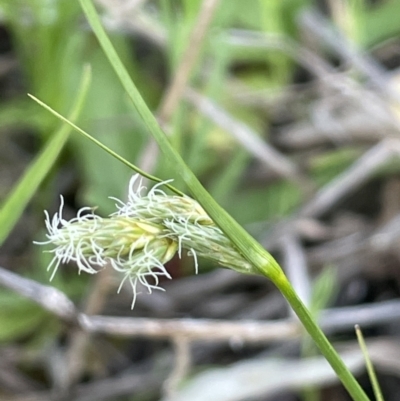 Carex inversa (Knob Sedge) at Mount Majura - 28 Sep 2021 by JaneR