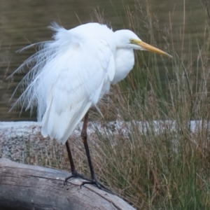 Ardea alba at Monash, ACT - 28 Sep 2021