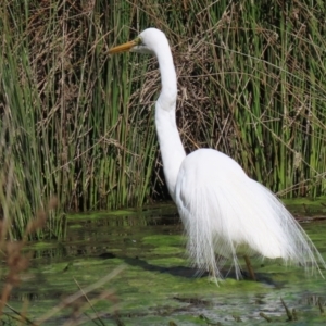 Ardea alba at Monash, ACT - 28 Sep 2021 01:03 PM