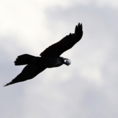 Corvus coronoides (Australian Raven) at Tuggeranong Creek to Monash Grassland - 28 Sep 2021 by RodDeb
