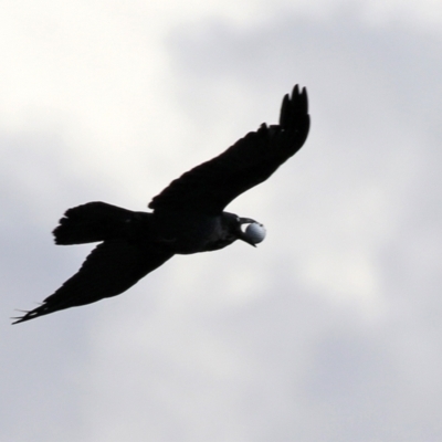 Corvus coronoides (Australian Raven) at Monash, ACT - 28 Sep 2021 by RodDeb